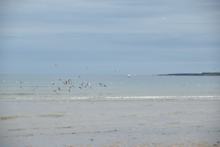 Northumberland beach (8) (Northumberland)