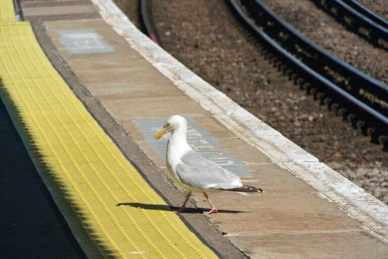 Margate, 2021 (75) (Margate)
