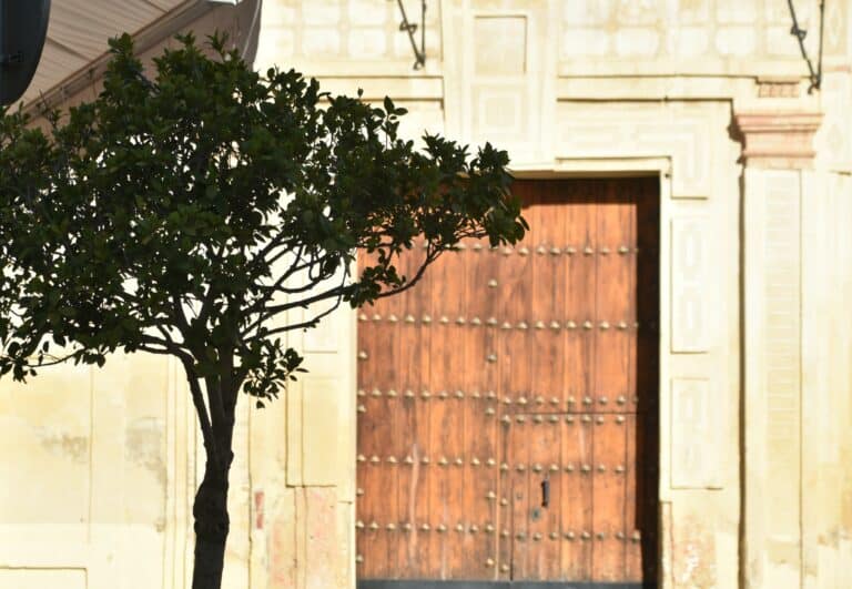 Carmona 2021 (106) (Carmona) (Andalusia)