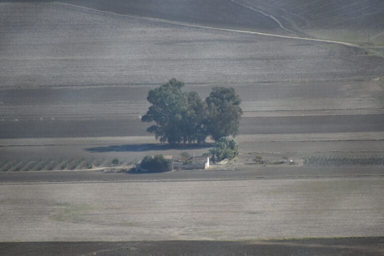 Carmona 2021 (111) (Carmona) (Andalucía)