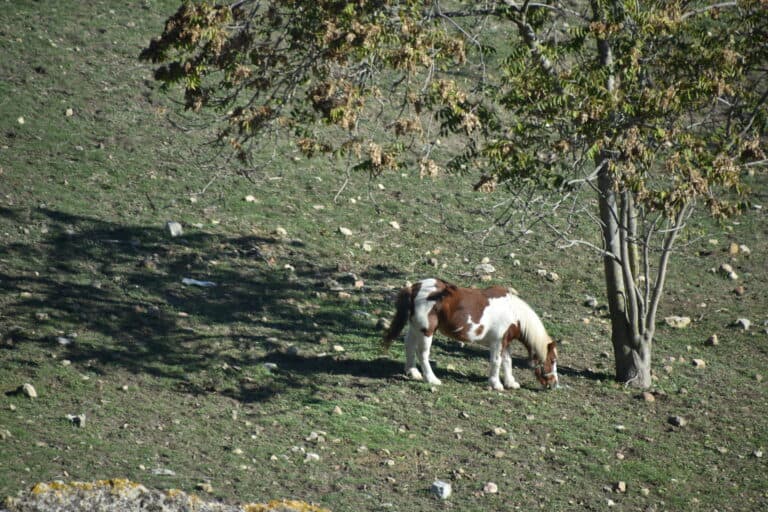 Carmona 2021 (122) (Carmona) (Andalusia)