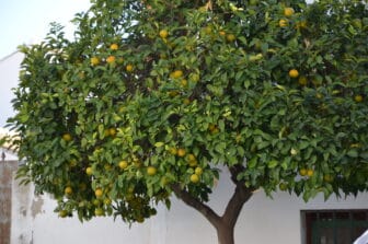 Le piante di arancio tipiche dell' Andalusia