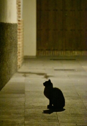 エシハで見かけた夜の黒猫