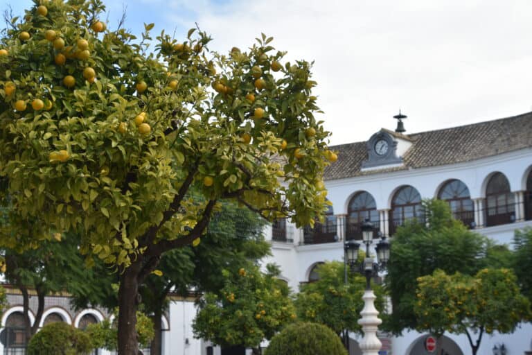 Osuna 2021 (11) (Osuna) (Andalusia)