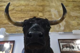 a big bull's head in the museum in the bullring in Osuna