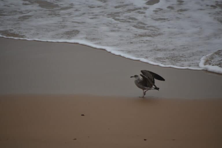 Cascais (2)