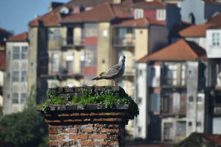 Porto 2021 (62)