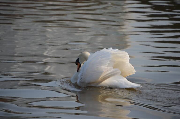 Marlow 2022 (14)