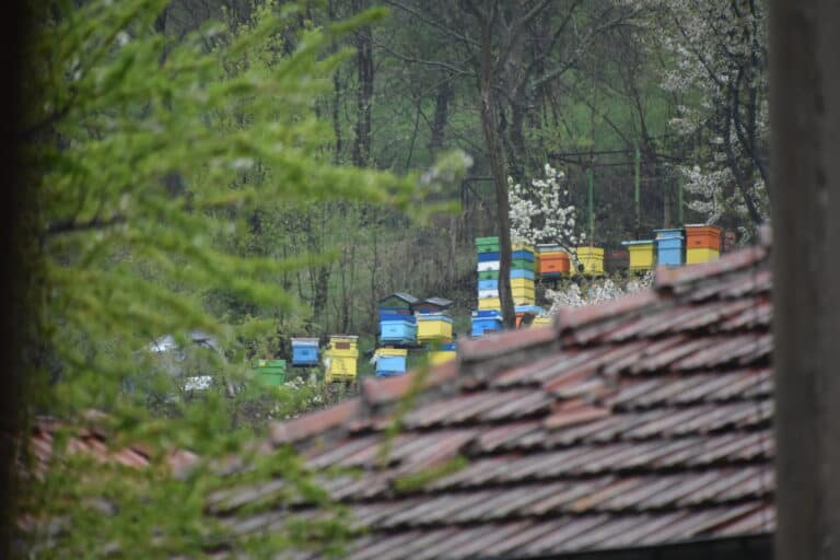Chiprovtsi 2022 (13)