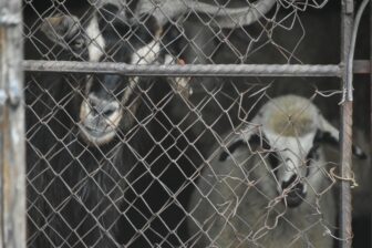 Capre in una gabbia a Chiprovtsi