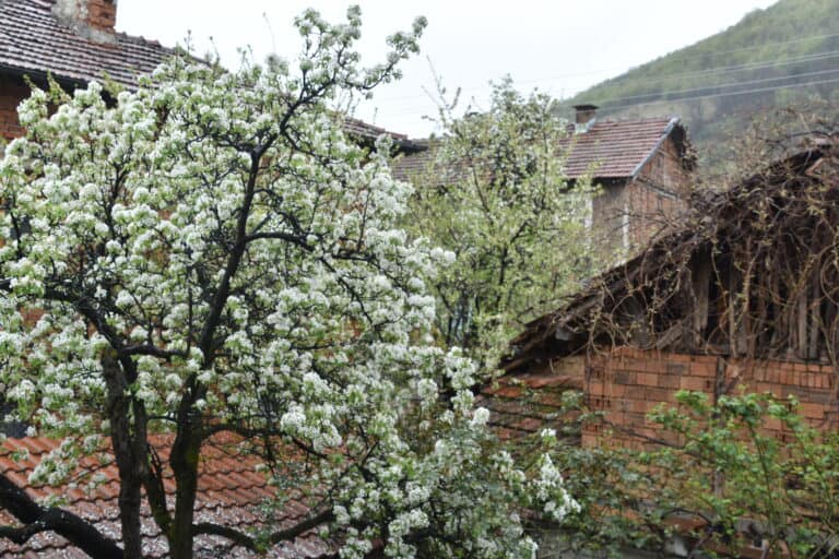 Chiprovtsi 2022 (7)