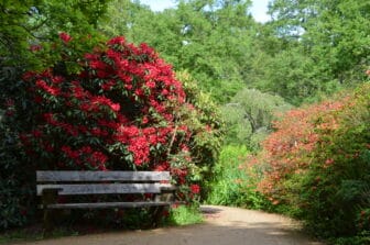 Fiori e Piante nell’ Isabella Plantation nel Parco di Richmond a Londra