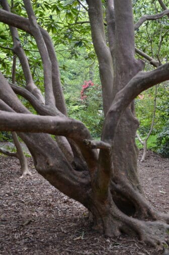 ロンドンのイザベラ・プランテーション内の木