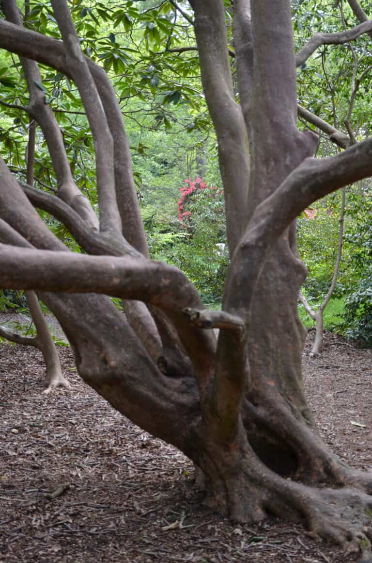 Un albero spoglio nella Isabella Plantation