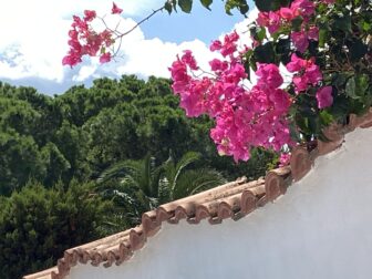 flowers near Lido Arenella beach near Syracuse