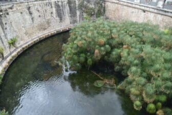 The Arethusa Fountain. on Ortigia Island in Syracuse