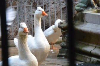 geese in the courtyard of the cathedral in Barceloa, Spain