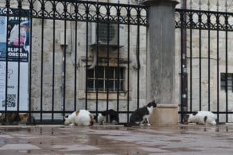 cats in Dubrovnik in Croatia