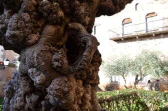 スペイン、カセレスのPalacio de Carvajal の庭にある樹齢150年のイチジクの木