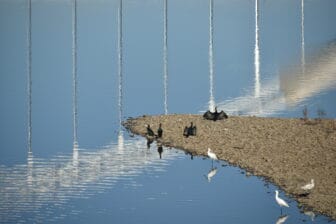 birds seen from Roman Bridge in Merida, Spain