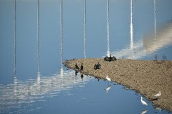 Diversi uccelli sotto il ponte di Merida