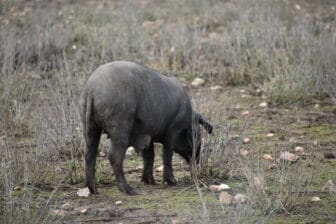 a black pig seen on the way to La Peña de Francia in Spain