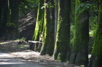 the path towards Fonte delle Fate in Poggibonsi in Tuscany, Italy