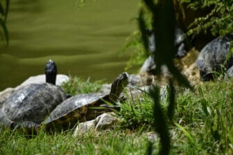 turtles in the pond near Fonte delle Fate in Poggibonsi in Tuscany, Italy
