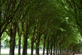 trees of the park stretched from the Fontainebleau Palace 