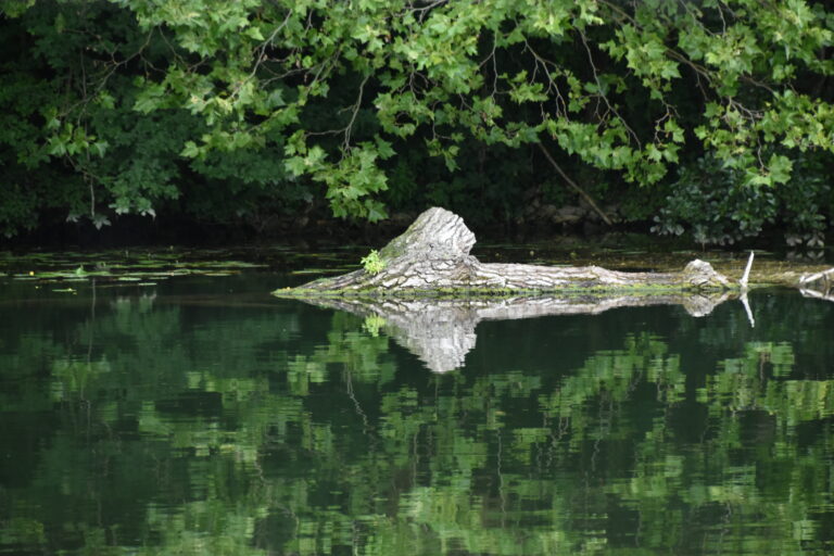 Samois-sur-Seine 2023 (4) (Fontainebleau)
