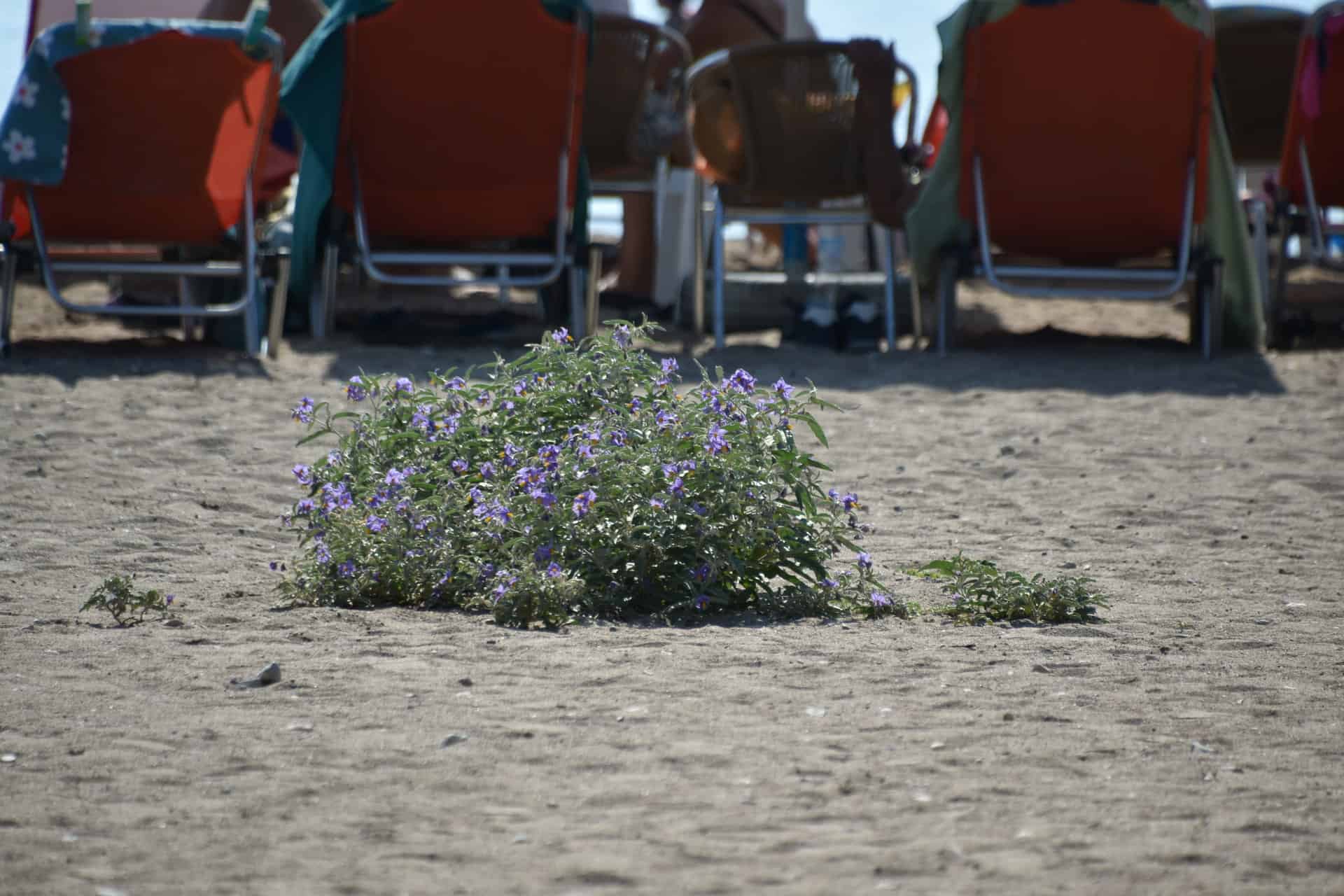 flowers on Karathona Beach in Nafplio, Greece