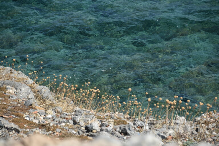Monemvasia 2023 (14)