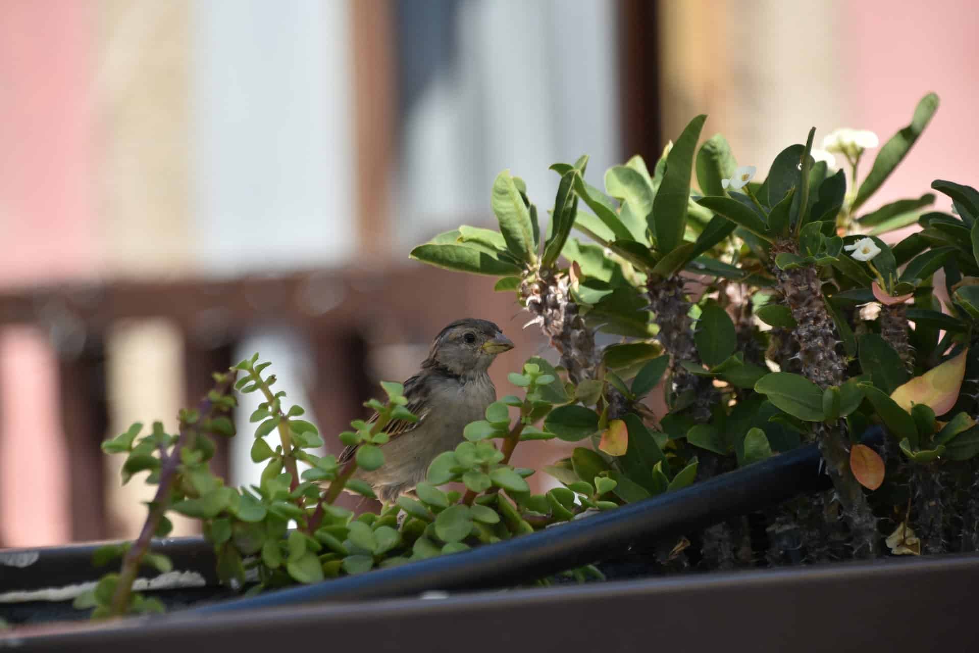 a sparrow in the cafe in Monemvasia, Greece