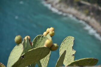 cactus against the sea at Palamidi Fort in Nafplio, Greece