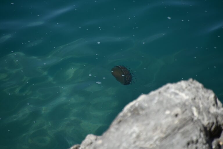 Nafplio 2023 (63)