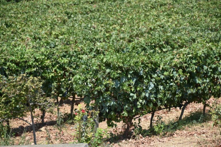 winery near Argos, (5)