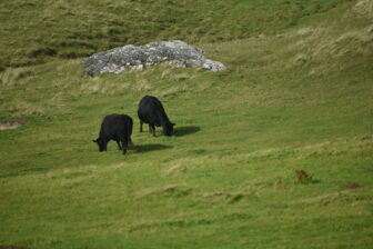 スコットランド、ヘブリディーズ諸島のバラ島の黒い牛たち