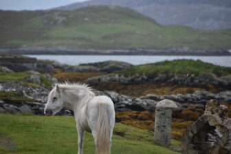 スコットランドのヘブリディーズ諸島のバラ島の荒涼とした景色の中にたたずむイーリスキー・ポニー