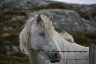 a pony called Eriskay Pony originally from Eriskay Island near Barra Island in Hebrides, Scotland