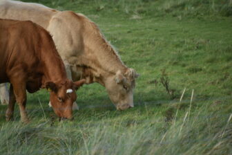 スコットランド、ヘブリディーズ諸島のバラ島の空港裏の草地にいた牛たち