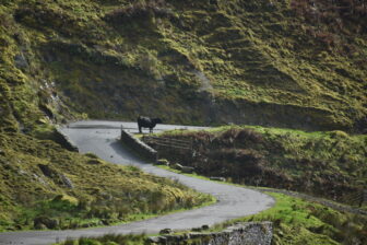 a black cow in Glen Croe where we visited during the Highlands tour in Scotland