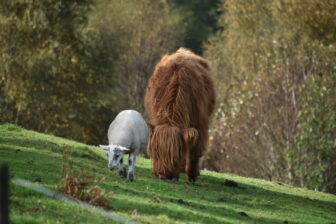 スコットランドのハイランドへのツアーで行ったキルカーン城付近にいた牛と羊