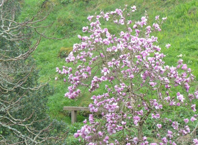 Coleton Fishacre 2024 (9)