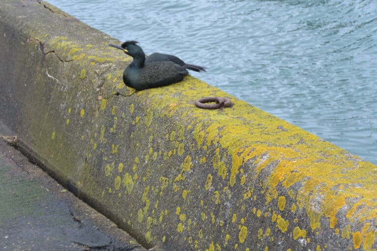 Torquay 2024 (5)