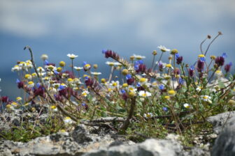 wild flowers in the ruins of Byllis in Albania