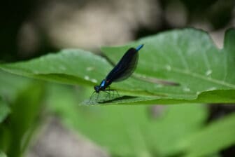 アルバニアのブルー・アイ付近を飛んでいた美しい青いトンボ