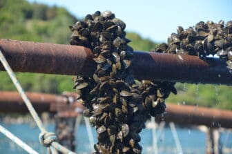 アルバニアのブトリント湖で、ムール貝の養殖を