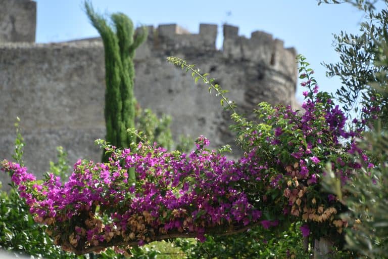 Ischia 2024 (19)