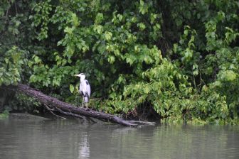 北イタリア、マントヴァの観光船から見た付近の自然