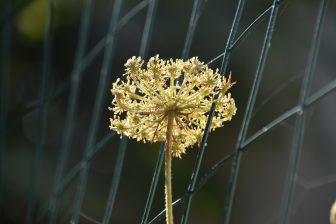 dried flower seen near the beach where the film 'Il Postino' was filmed on Procida island in Italy